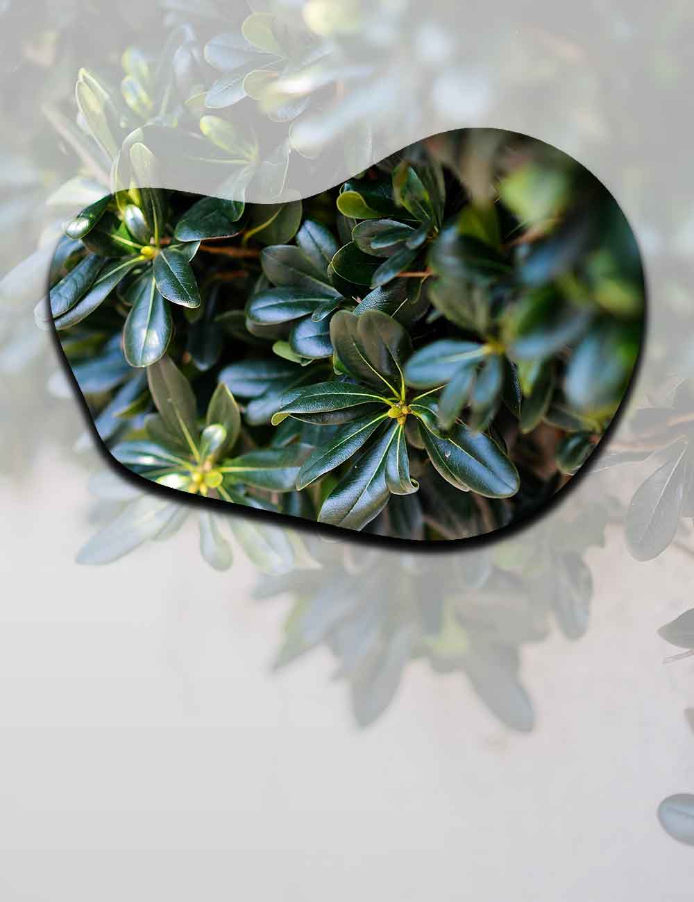 گیاه فضای باز - گیاه محوطه سازی
