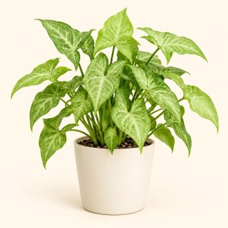 سینگونیوم