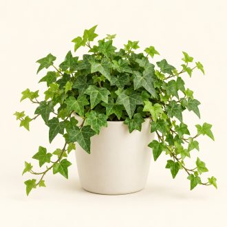 پیچک انگلیسی