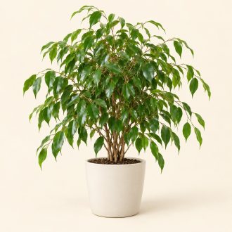 بنجامین سبز