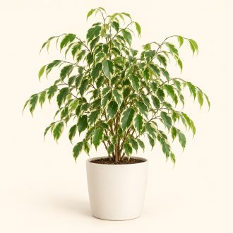بنجامین ابلق