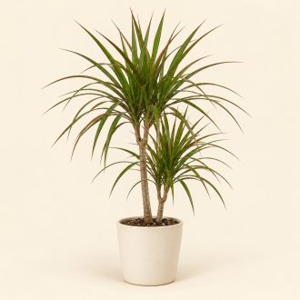 دراسنا مارگیناتا