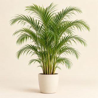 اریکا
