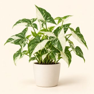 سینگونیوم آلبو