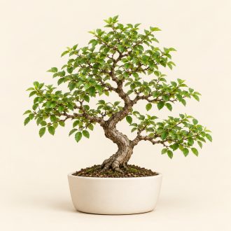 بنسای نارون چینی