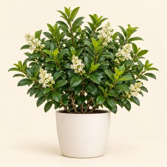 یاس هلندی