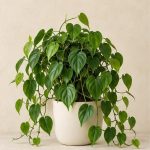 فیلودندرون قلبی — نمونه غیرقابل خرید — تصویر نماینده