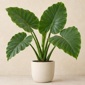 بابا آدم — نمونه غیرقابل خرید — تصویر نماینده