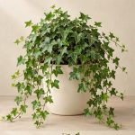 پیچک انگلیسی — نمونه غیرقابل خرید — تصویر نماینده