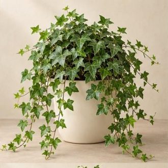 پیچک انگلیسی — نمونه غیرقابل خرید — تصویر نماینده