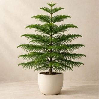 کاج مطبق — نمونه غیرقابل خرید — تصویر نماینده