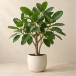 فیکوس آدری — نمونه غیرقابل خرید — تصویر نماینده