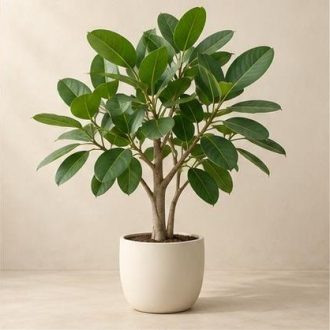 فیکوس آدری — نمونه غیرقابل خرید — تصویر نماینده
