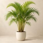 اریکا — نمونه غیرقابل خرید — تصویر نماینده