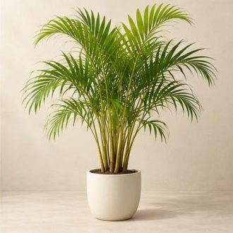 اریکا — نمونه غیرقابل خرید — تصویر نماینده