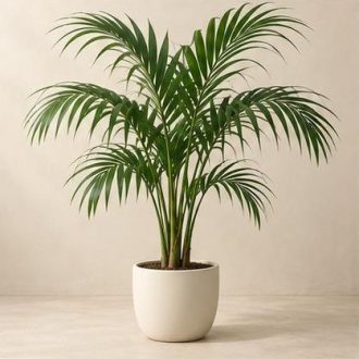 کنتیا — نمونه غیرقابل خرید — تصویر نماینده