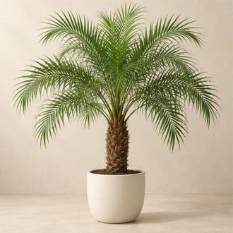 نخل روبلینی — نمونه غیرقابل خرید — تصویر نماینده