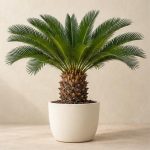 سیکاس — نمونه غیرقابل خرید — تصویر نماینده