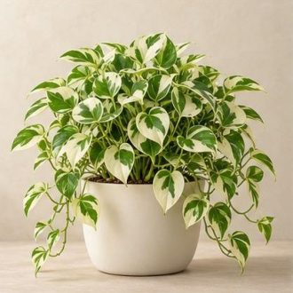 پتوس اِنجوی — نمونه غیرقابل خرید — تصویر نماینده
