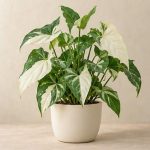 سینگونیوم آلبو — نمونه غیرقابل خرید — تصویر نماینده