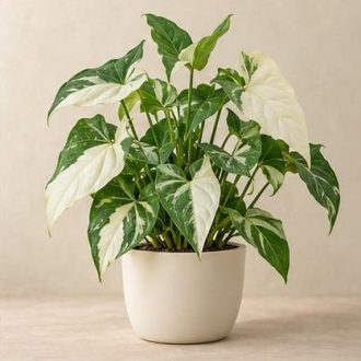 سینگونیوم آلبو — نمونه غیرقابل خرید — تصویر نماینده
