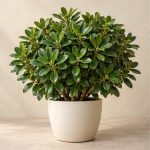 یاس هلندی — نمونه غیرقابل خرید — تصویر نماینده