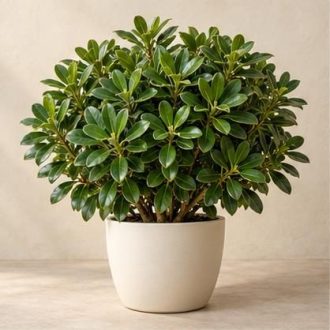 یاس هلندی — نمونه غیرقابل خرید — تصویر نماینده