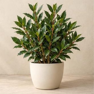 برگ‌بو — نمونه غیرقابل خرید — تصویر نماینده