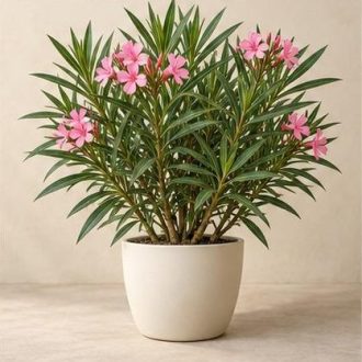 خرزهره — نمونه غیرقابل خرید — تصویر نماینده